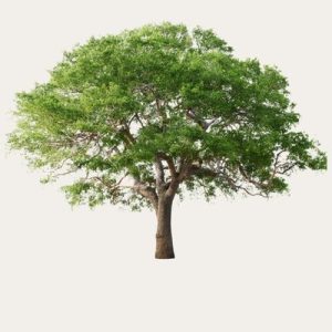 ARBRE & VOYAGE DE VIE